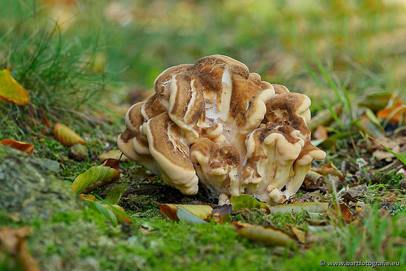Paddenstoelen 2020 Bart Fotografie-010