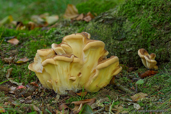 Paddenstoelen 2020 Bart Fotografie-011