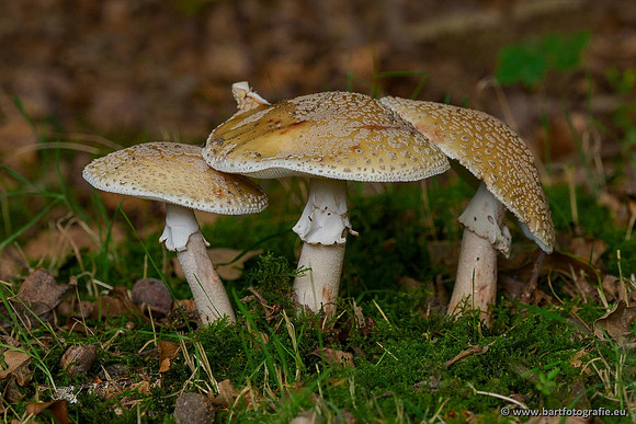 Paddenstoelen 2020 Bart Fotografie-012