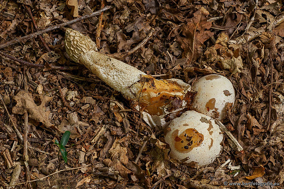 Paddenstoelen 2020 Bart Fotografie-013