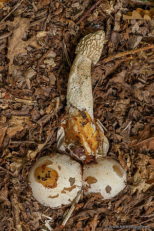 Paddenstoelen 2020 Bart Fotografie-014