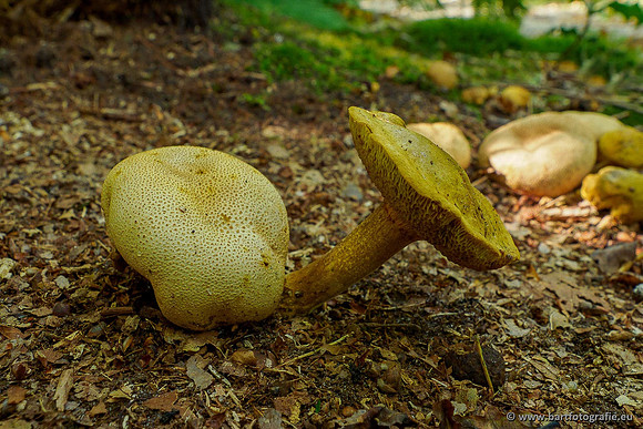 Paddenstoelen 2020 Bart Fotografie-015