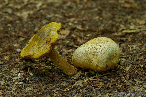Paddenstoelen 2020 Bart Fotografie-016