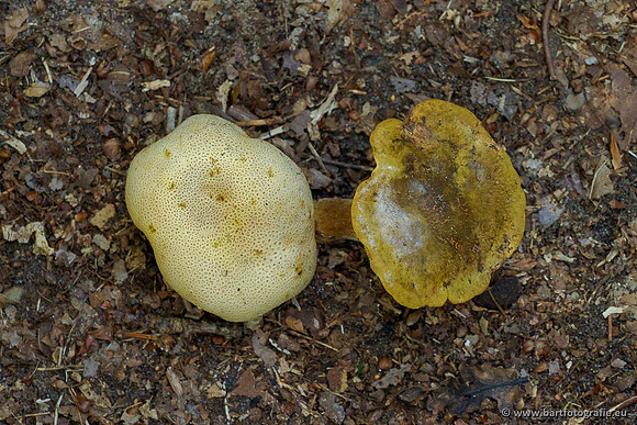 Paddenstoelen 2020 Bart Fotografie-017