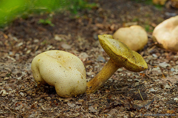 Paddenstoelen 2020 Bart Fotografie-018