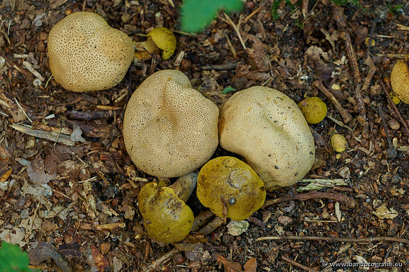 Paddenstoelen 2020 Bart Fotografie-019