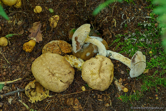 Paddenstoelen 2020 Bart Fotografie-020
