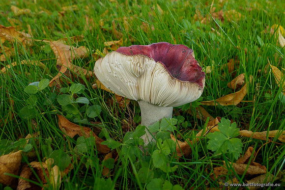 Paddenstoelen 2020 Bart Fotografie-021