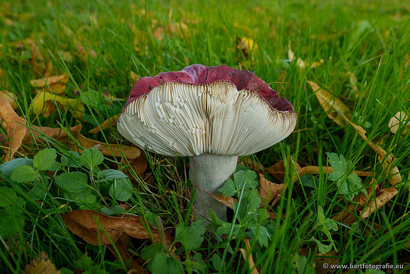 Paddenstoelen 2020 Bart Fotografie-022
