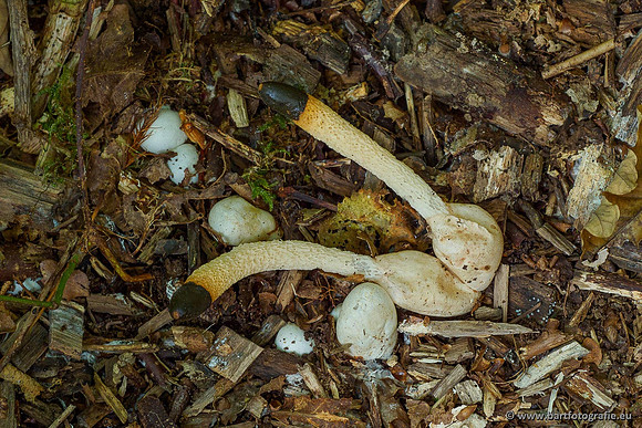 Paddenstoelen 2020 Bart Fotografie-023