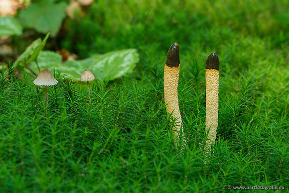 Paddenstoelen 2020 Bart Fotografie-024