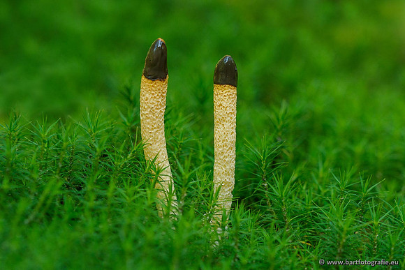 Paddenstoelen 2020 Bart Fotografie-026