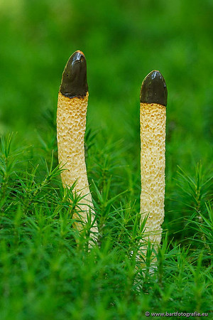 Paddenstoelen 2020 Bart Fotografie-027