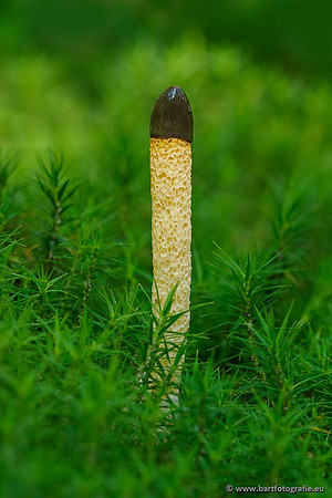 Paddenstoelen 2020 Bart Fotografie-028