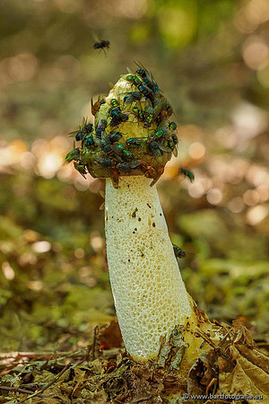 Paddenstoelen 2020 Bart Fotografie-029
