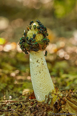 Paddenstoelen 2020 Bart Fotografie-030