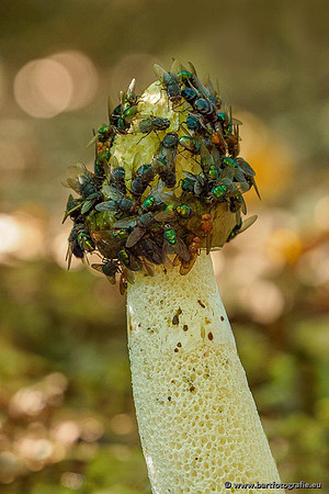 Paddenstoelen 2020 Bart Fotografie-031