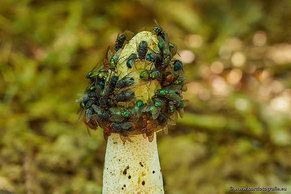 Paddenstoelen 2020 Bart Fotografie-032