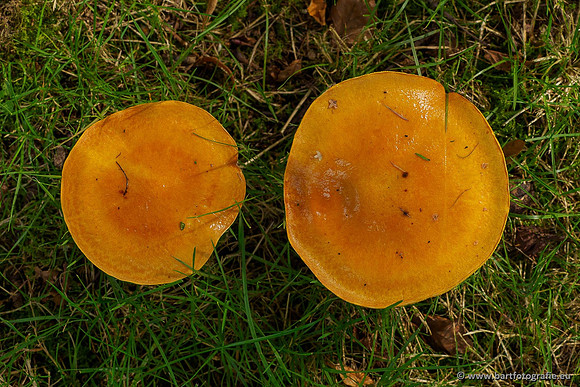 Paddenstoelen 2020 Bart Fotografie-033