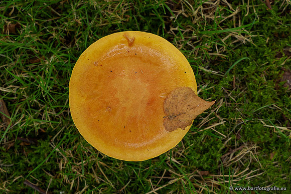 Paddenstoelen 2020 Bart Fotografie-034