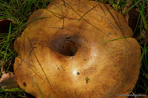 Paddenstoelen 2020 Bart Fotografie-035