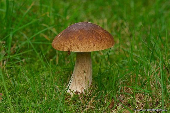 Paddenstoelen 2020 Bart Fotografie-038