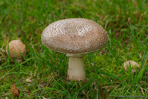 Paddenstoelen 2020 Bart Fotografie-037