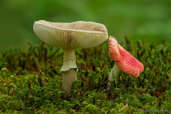 Paddenstoelen 2020 Bart Fotografie-039