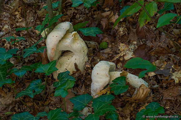 Paddenstoelen 2020 Bart Fotografie-040