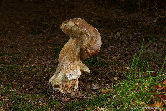 Paddenstoelen 2020 Bart Fotografie-041
