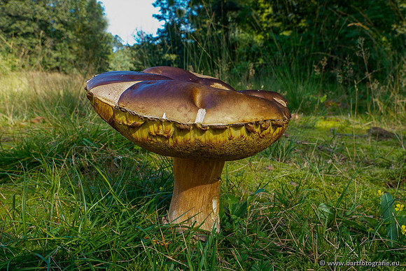 Paddenstoelen 2020 Bart Fotografie-042
