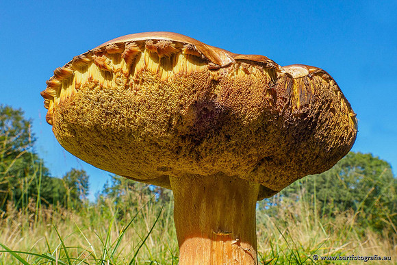 Paddenstoelen 2020 Bart Fotografie-044