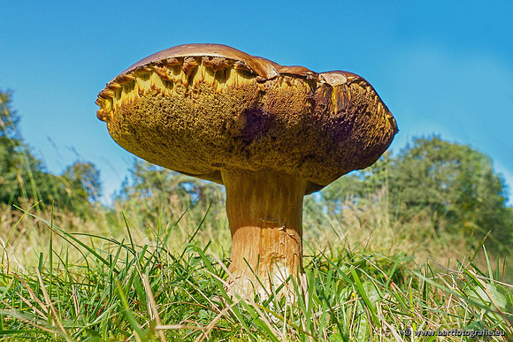 Paddenstoelen 2020 Bart Fotografie-043