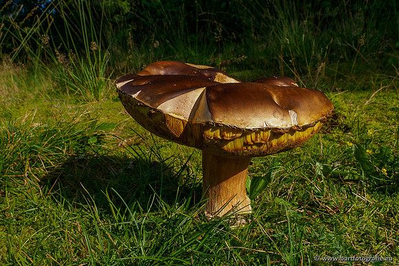 Paddenstoelen 2020 Bart Fotografie-045