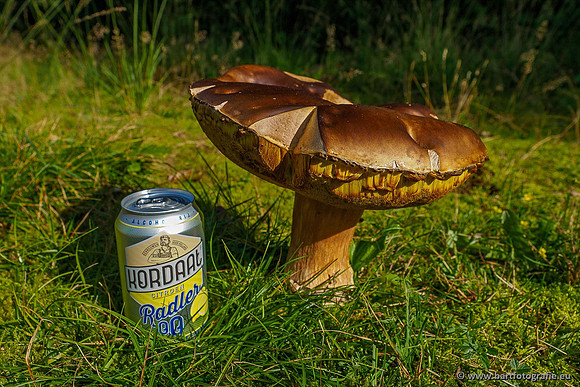 Paddenstoelen 2020 Bart Fotografie-046