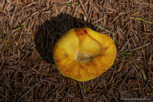 Paddenstoelen 2020 Bart Fotografie-047