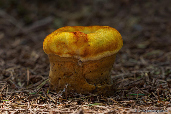 Paddenstoelen 2020 Bart Fotografie-048