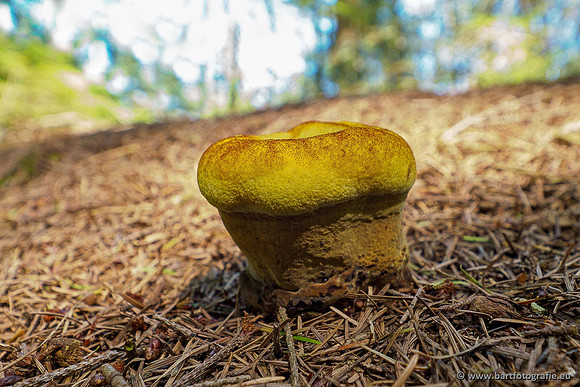 Paddenstoelen 2020 Bart Fotografie-049