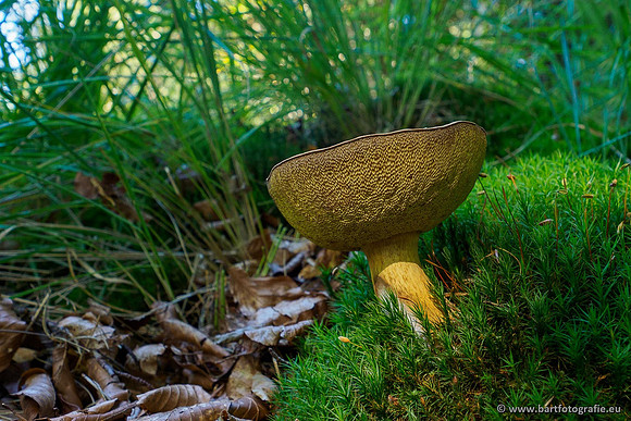 Paddenstoelen 2020 Bart Fotografie-050