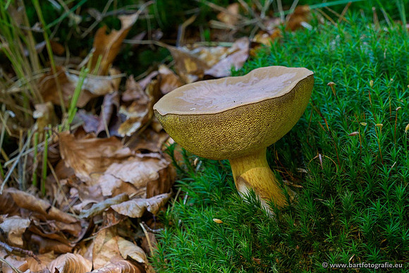 Paddenstoelen 2020 Bart Fotografie-052