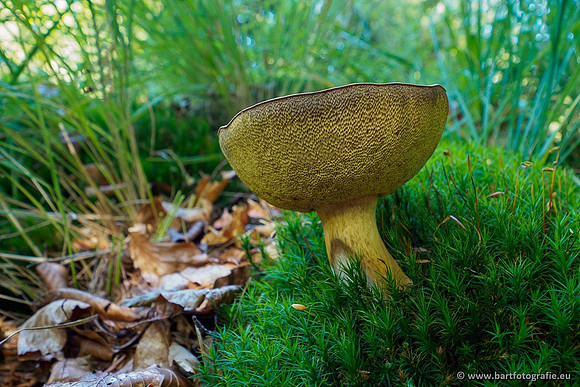 Paddenstoelen 2020 Bart Fotografie-051