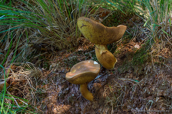 Paddenstoelen 2020 Bart Fotografie-053