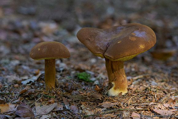 Paddenstoelen 2020 Bart Fotografie-054
