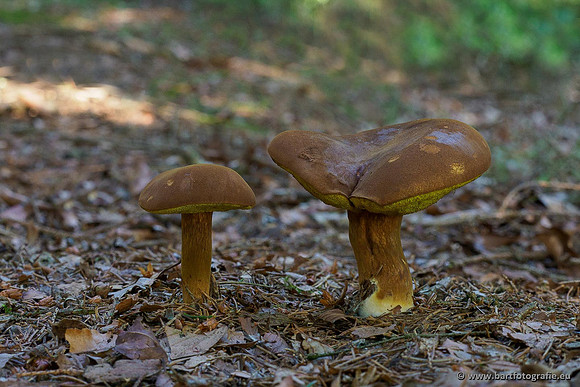 Paddenstoelen 2020 Bart Fotografie-055
