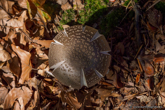 Paddenstoelen 2020 Bart Fotografie-056