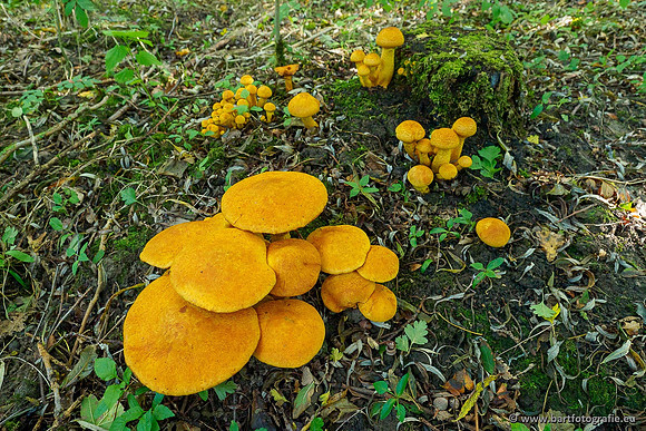 Paddenstoelen 2020 Bart Fotografie-057
