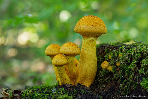 Paddenstoelen 2020 Bart Fotografie-059