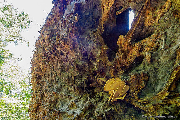 Paddenstoelen 2020 Bart Fotografie-060