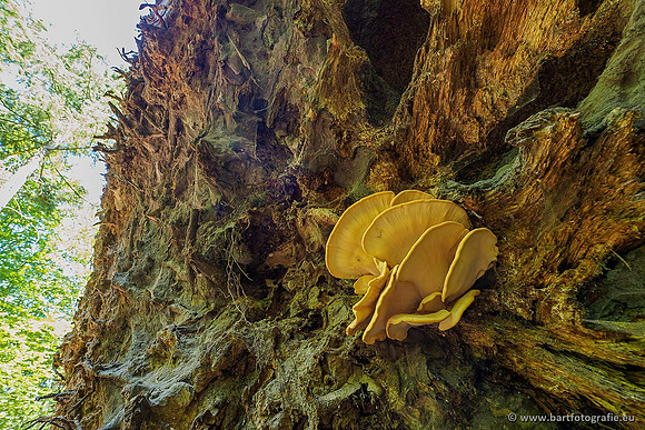 Paddenstoelen 2020 Bart Fotografie-061