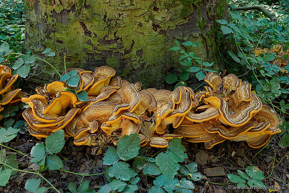Paddenstoelen 2020 Bart Fotografie-065